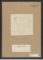 Diatomeae indet. Zeichnungen Sammlung Grunow Nr. 7542 (NHMW-BOT-W0376686)